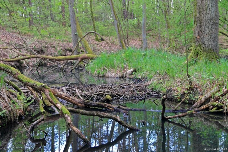 Tama bobrów na potoku Lisia w rejonie nieistniejącej osady Walk Mühle