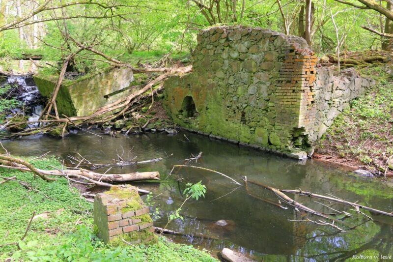 Ruiny młyna Pniówek (Pinnow Mühle) nad Ilanką