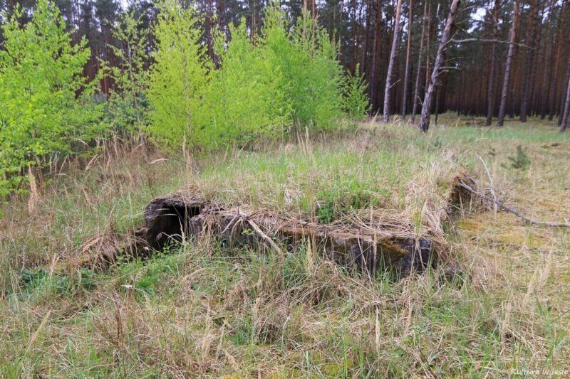 Ruiny podpiwniczonego budynku we wschodniej części dawnego obozu